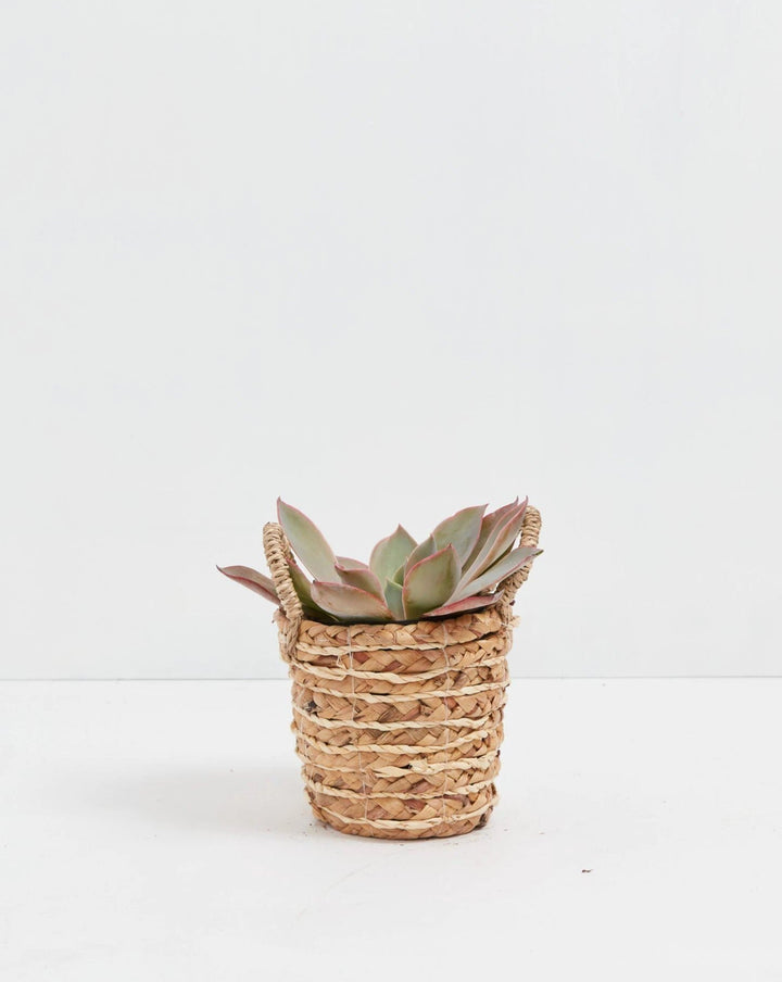 Echeveria Elegans