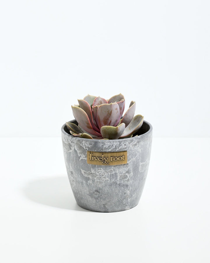 Echeveria Elegans