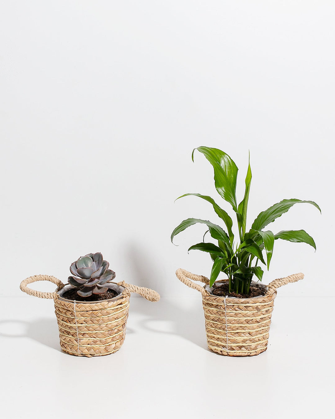 Easy Care Sympathy Duo