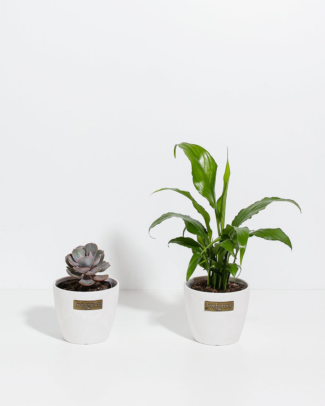 Easy Care Sympathy Duo