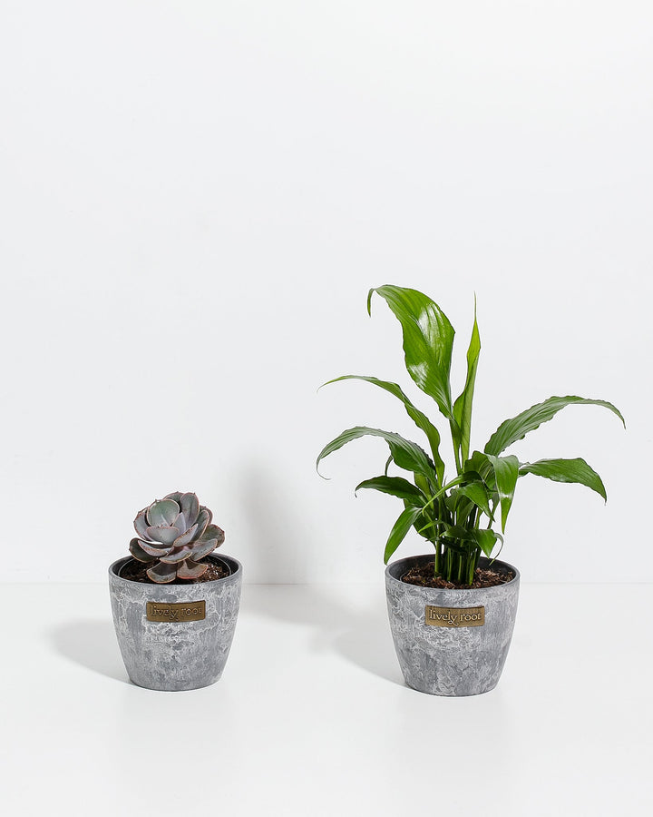 Easy Care Sympathy Duo