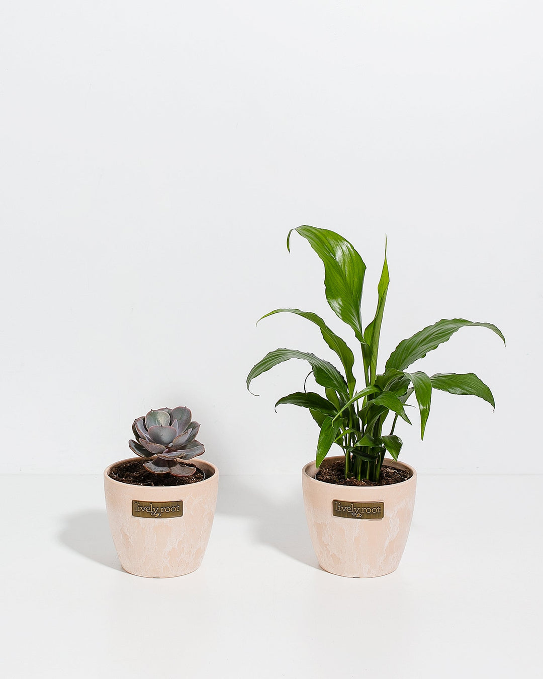 Easy Care Sympathy Duo