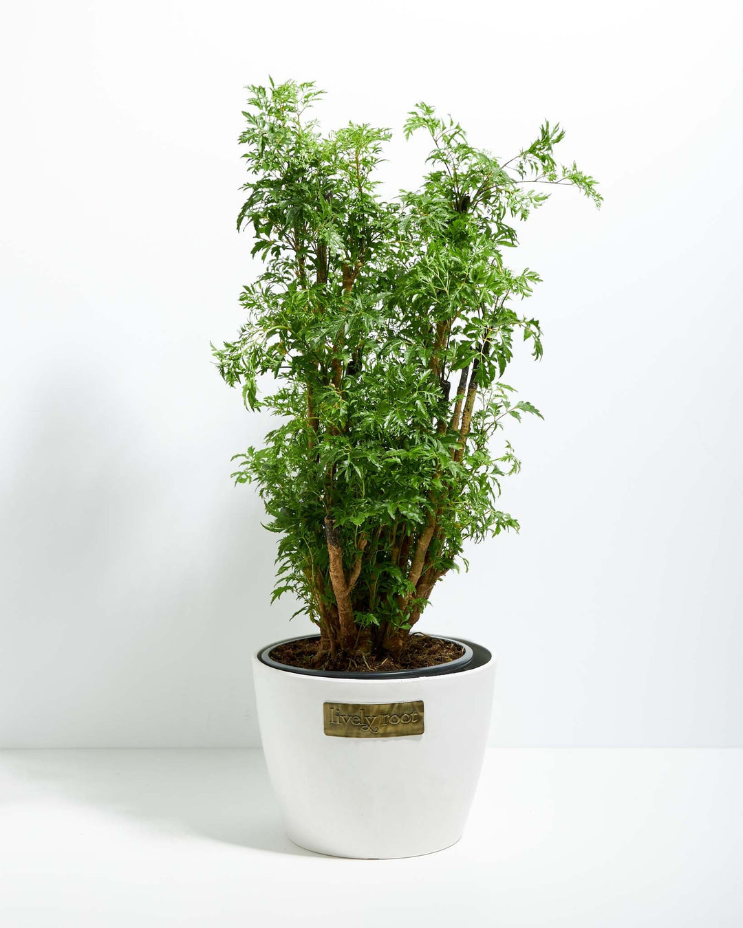 Aralia Ming Stump