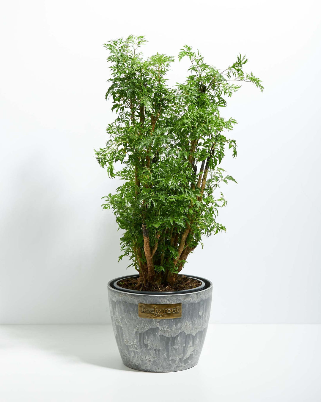 Aralia Ming Stump