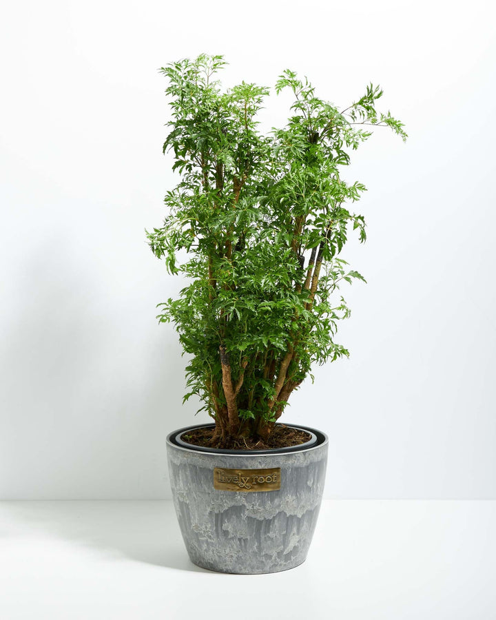 Aralia Ming Stump