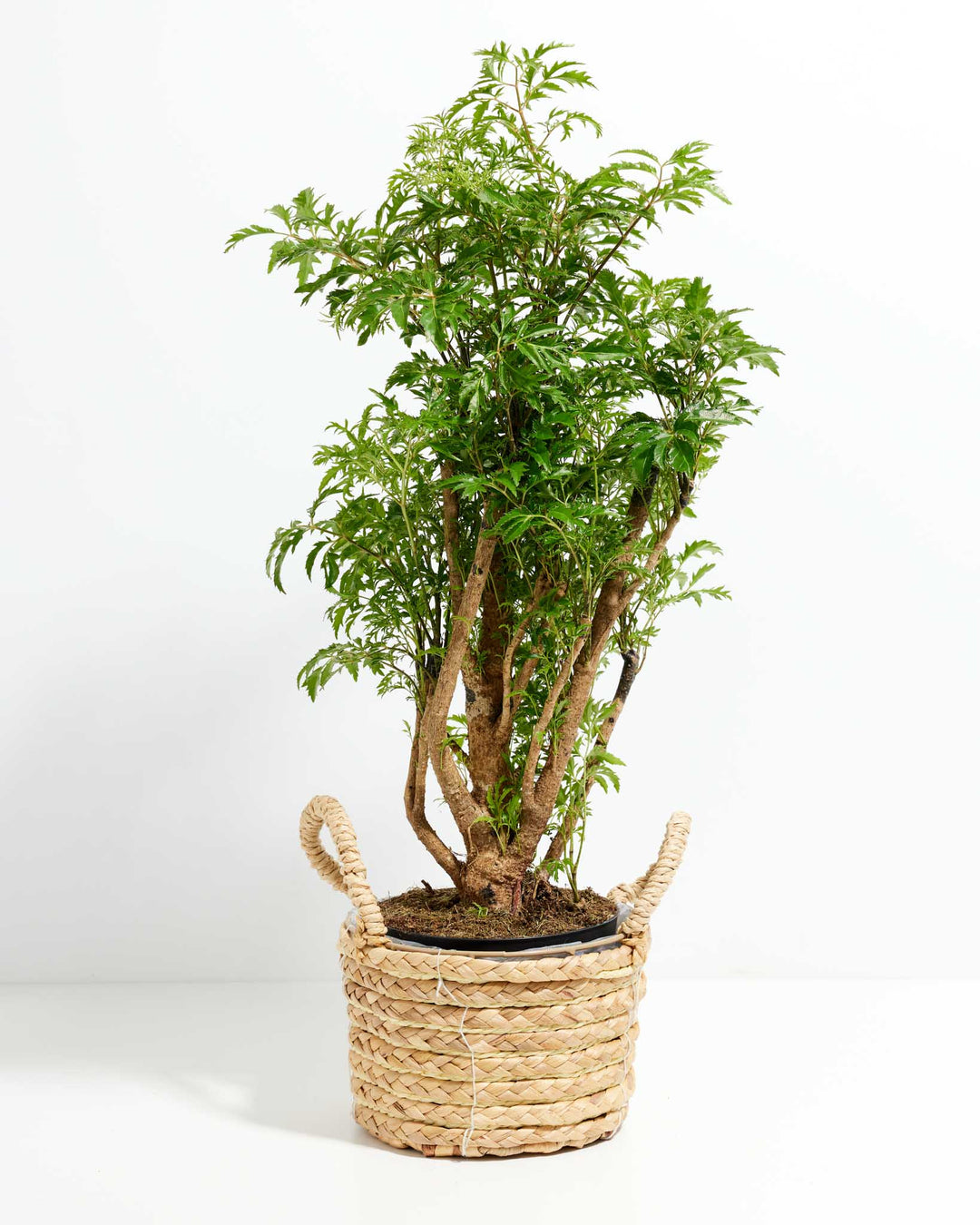 Aralia Ming Stump