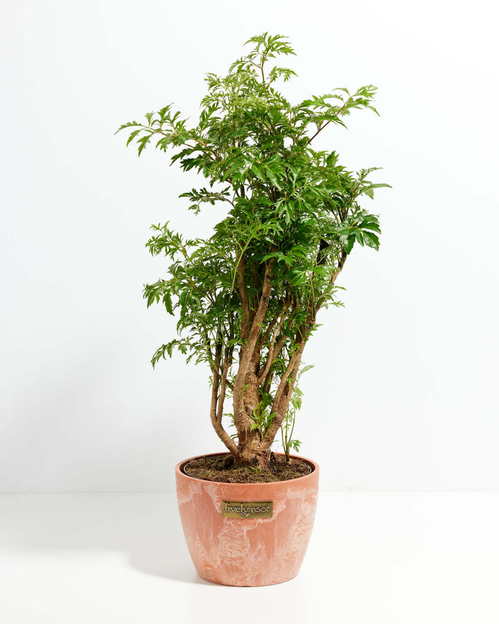 Aralia Ming Stump
