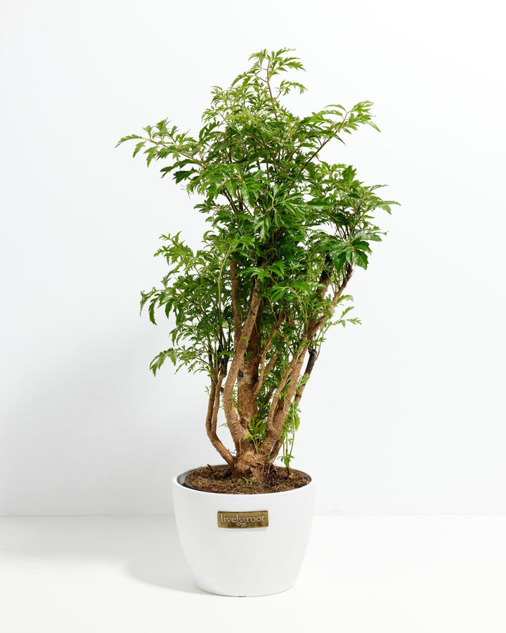 Aralia Ming Stump