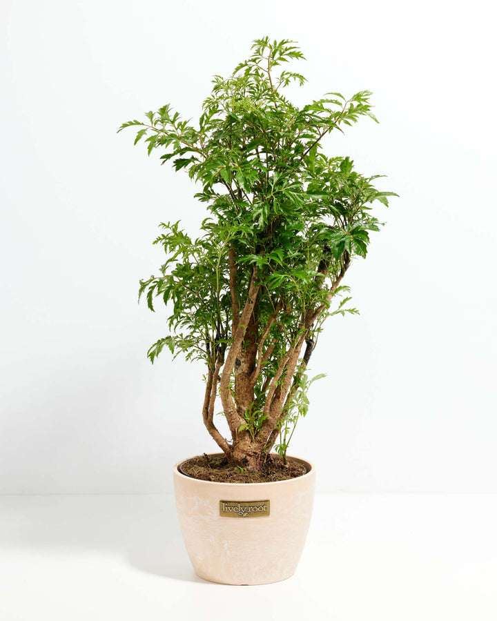 Aralia Ming Stump