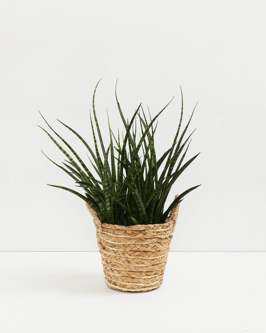 Sansevieria Fernwood