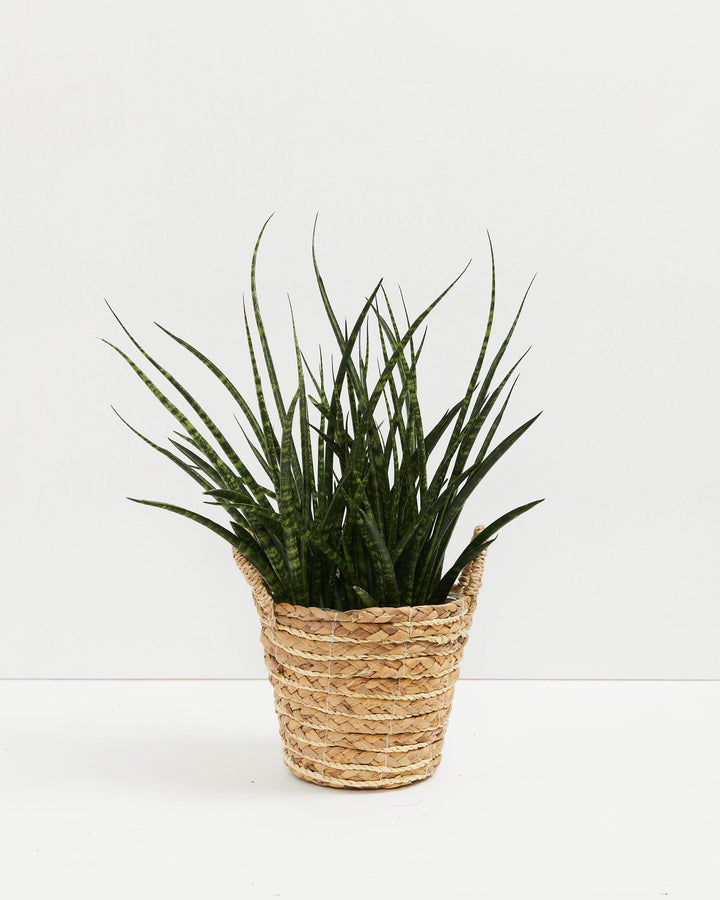 Sansevieria Fernwood