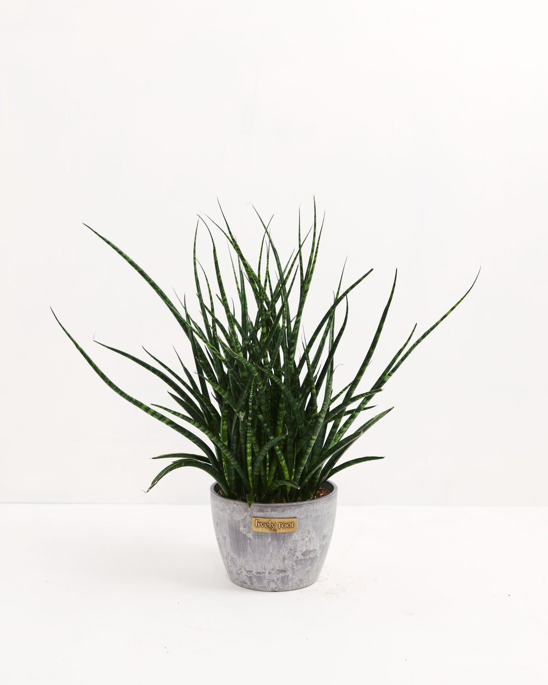 Sansevieria Fernwood