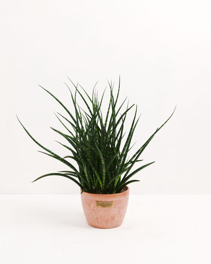 Sansevieria Fernwood
