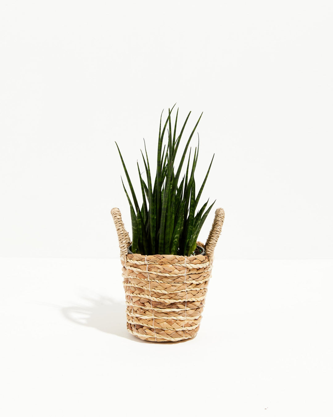 Sansevieria Fernwood