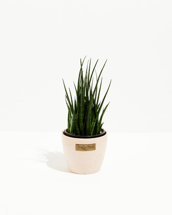 Sansevieria Fernwood