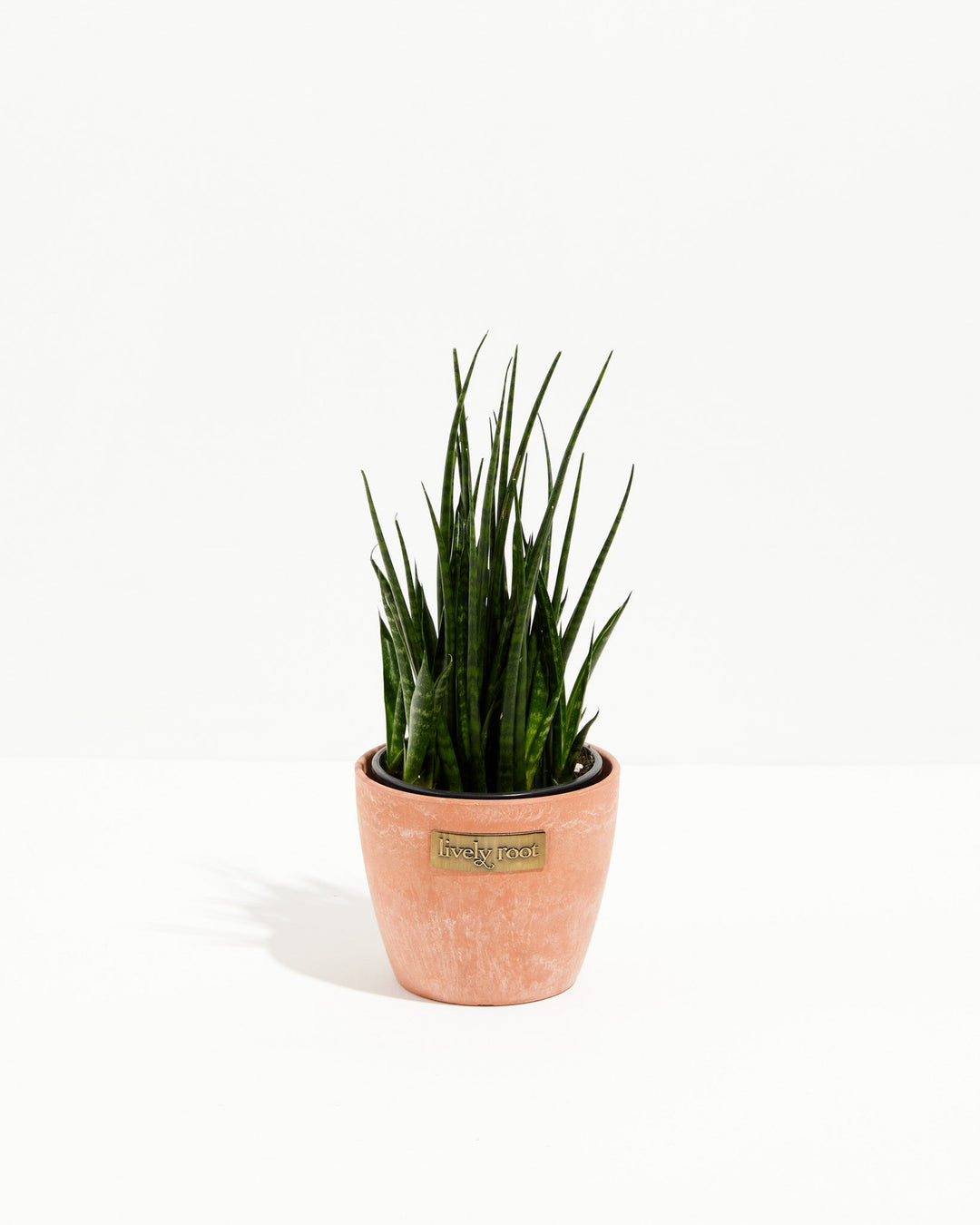 Sansevieria Fernwood