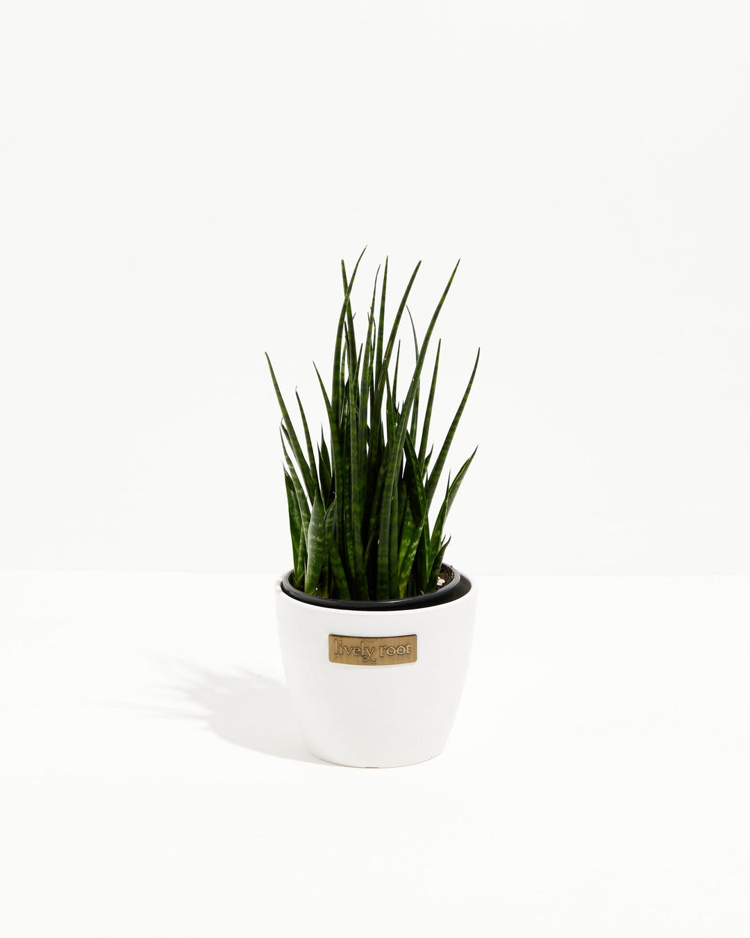 Sansevieria Fernwood