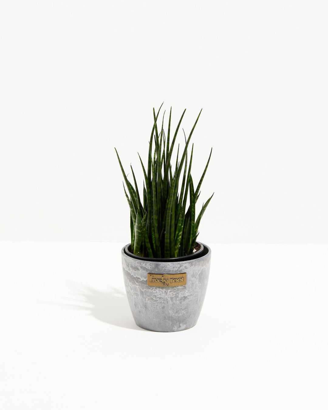 Sansevieria Fernwood