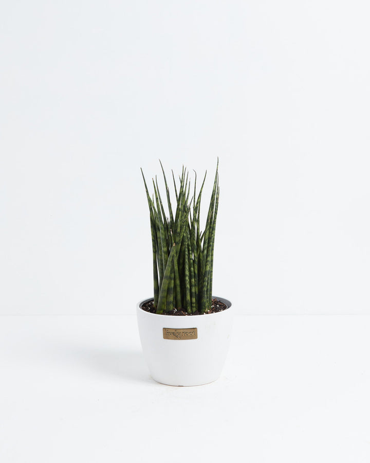 Sansevieria Fernwood