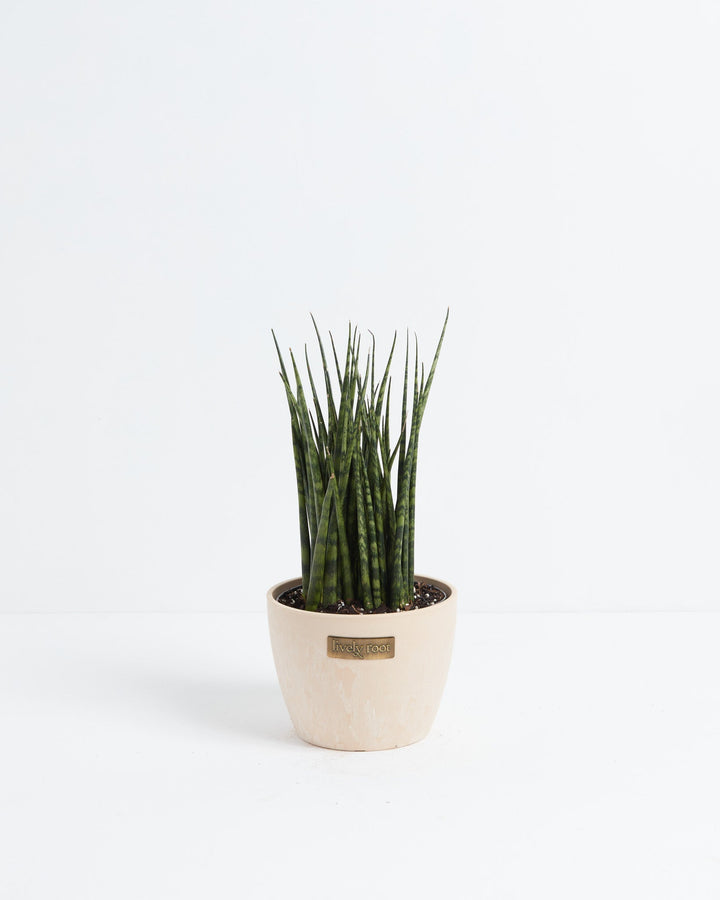 Sansevieria Fernwood
