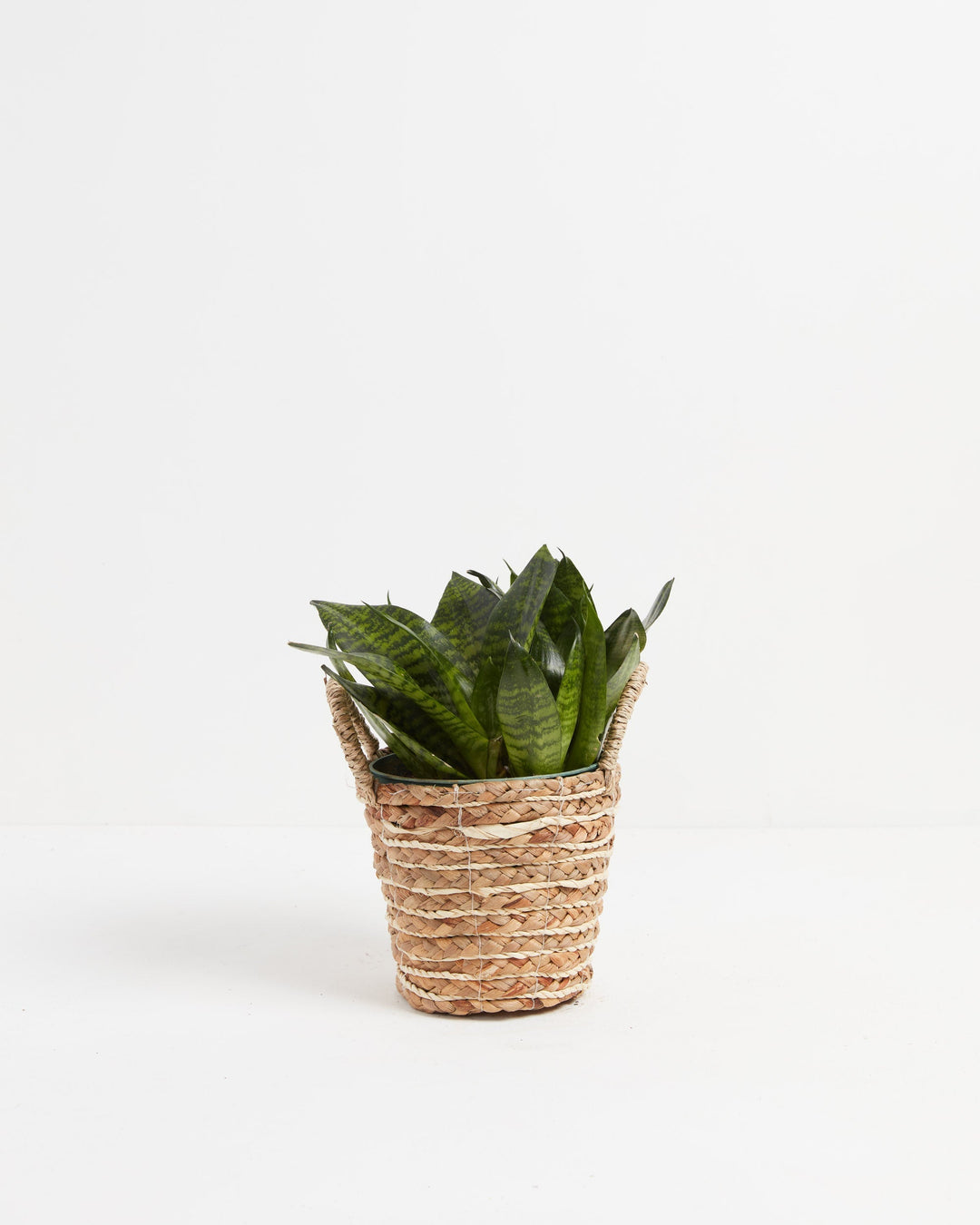 Robusta Snake Plant