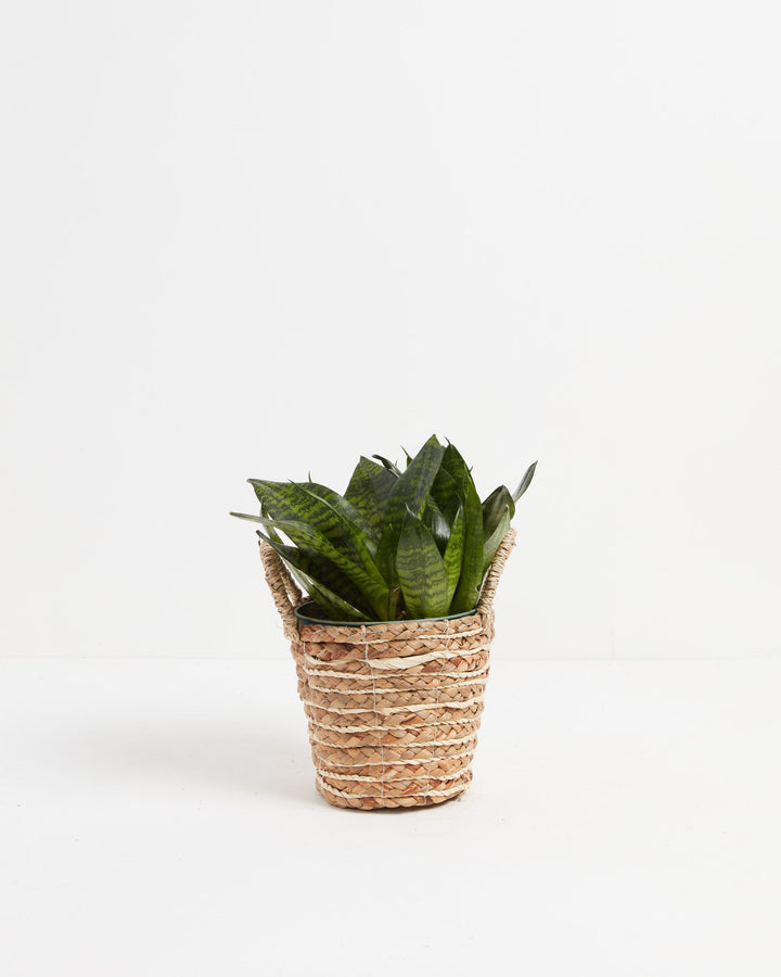 Robusta Snake Plant