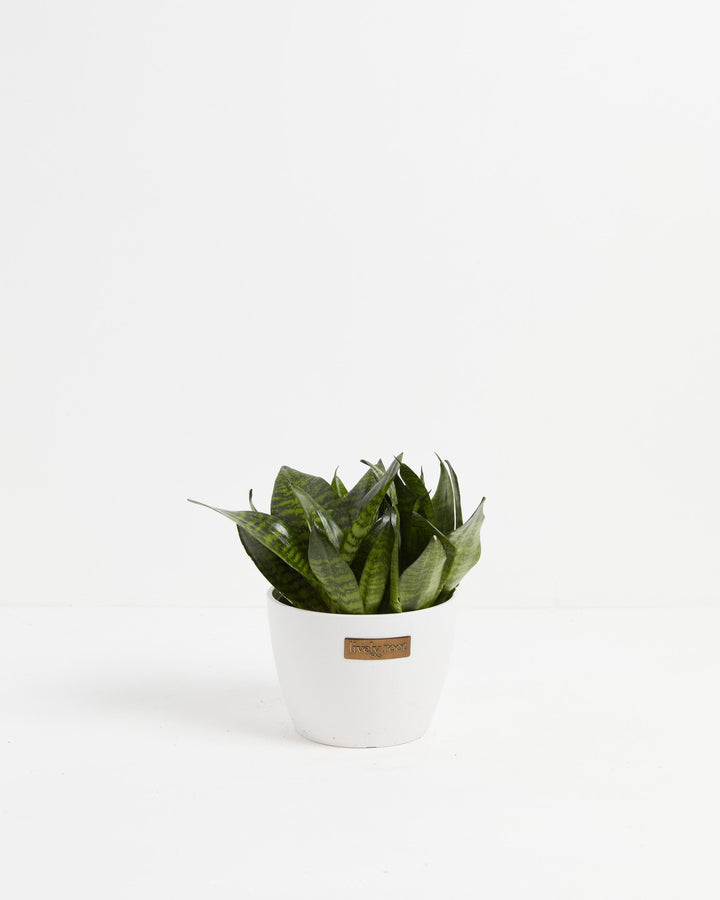 Robusta Snake Plant