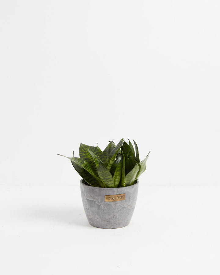 Robusta Snake Plant