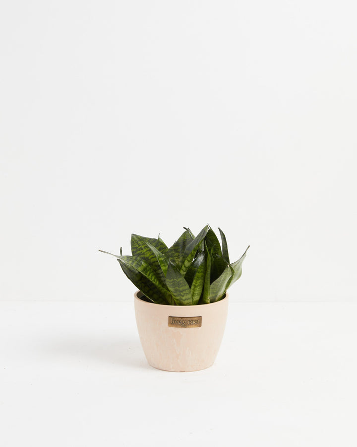 Robusta Snake Plant
