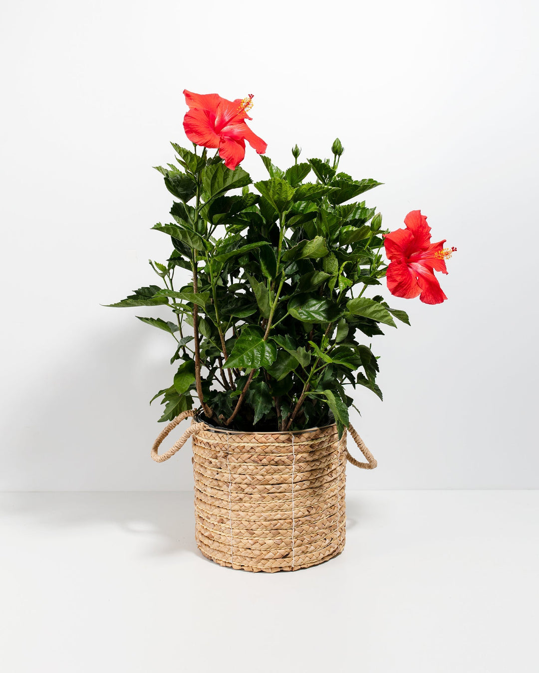 Hibiscus Rosa - Sinensis