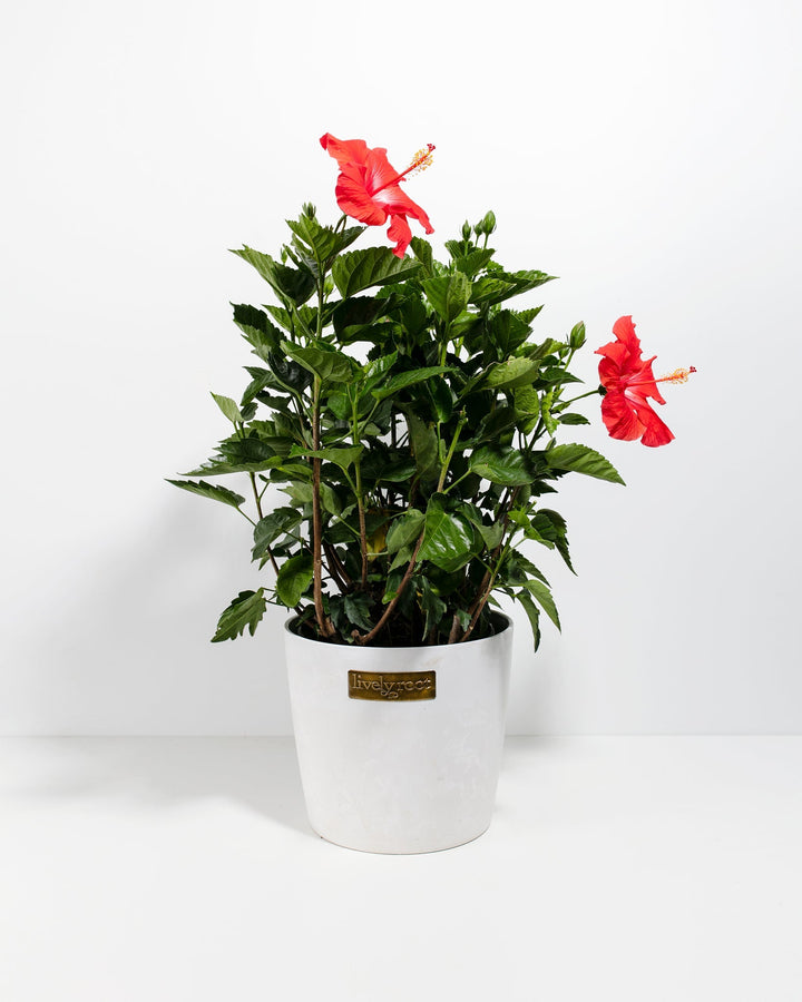 Hibiscus Rosa - Sinensis