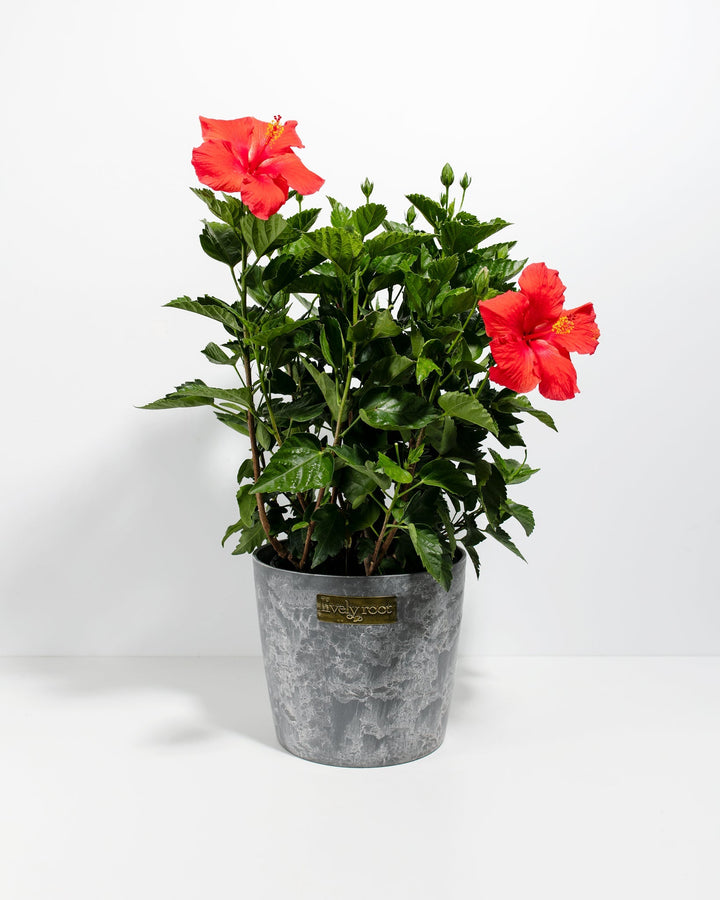 Hibiscus Rosa - Sinensis