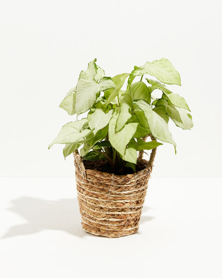 Syngonium Holly Bianco