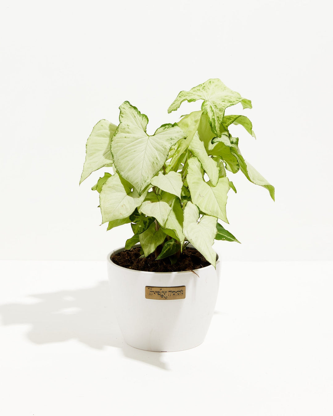 Syngonium Holly Bianco