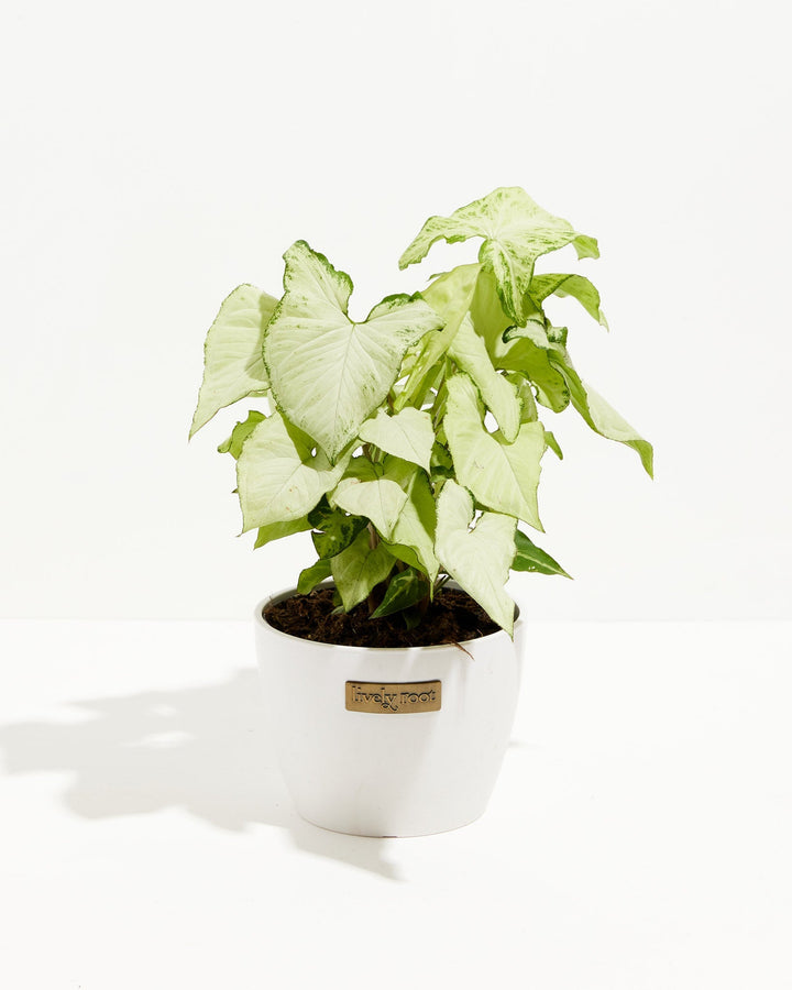 Syngonium Holly Bianco