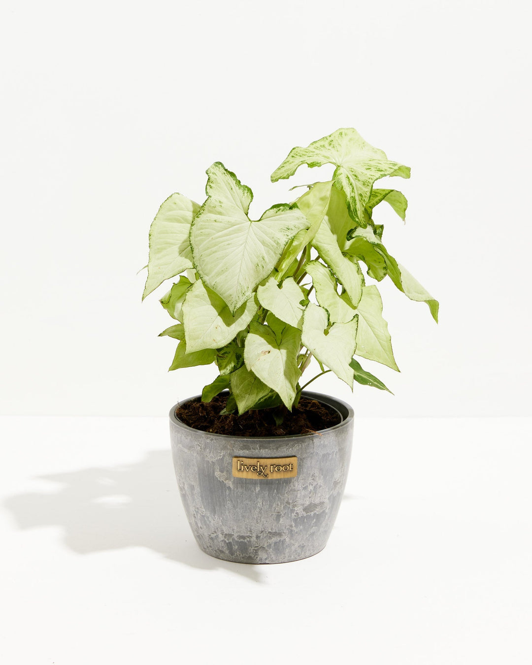 Syngonium Holly Bianco