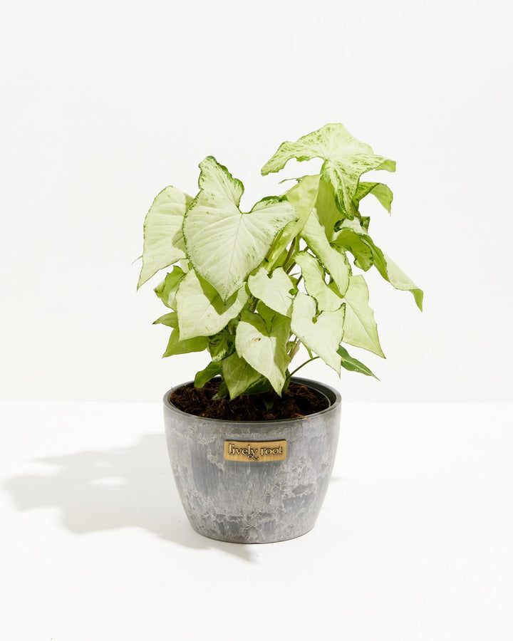 Syngonium Holly Bianco
