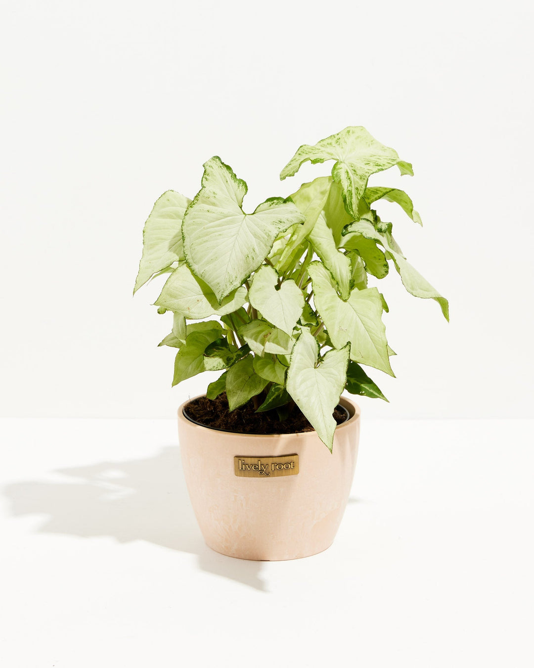 Syngonium Holly Bianco
