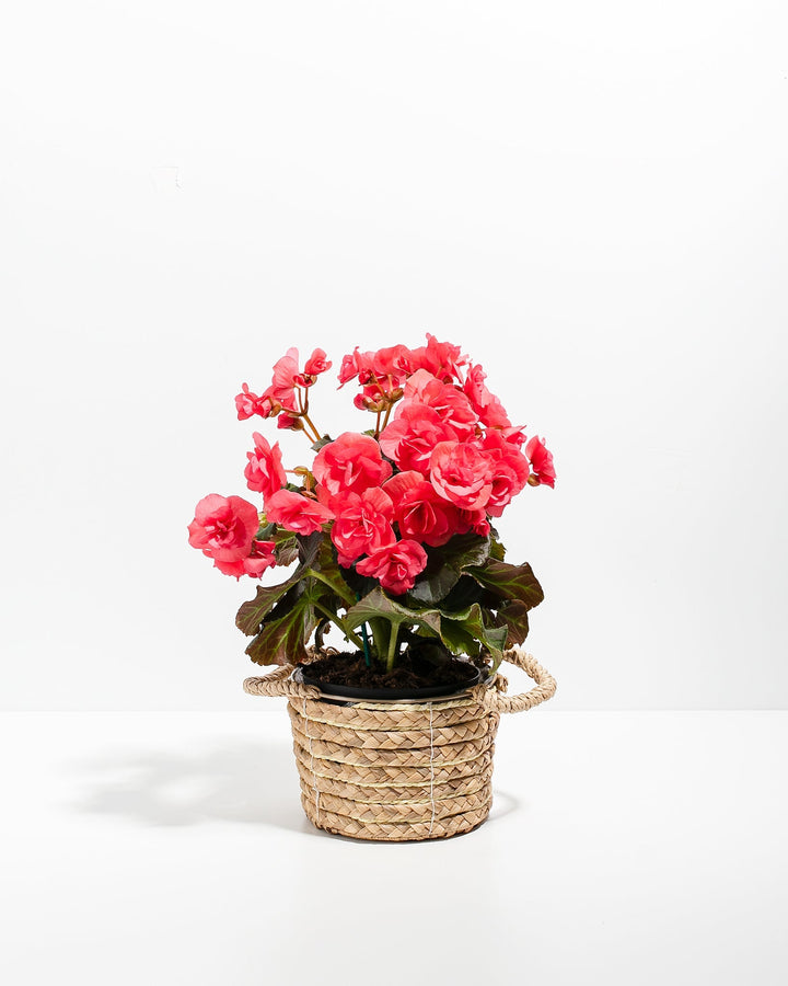 Vibrant magenta Blooming Superba Double Begonia with densely packed hot-pink double flowers and burgundy-tinged foliage, presented in a charming natural woven seagrass basket. Begonia plant with decorative basket casing creates an instant gift-ready flowering display for plant lovers.