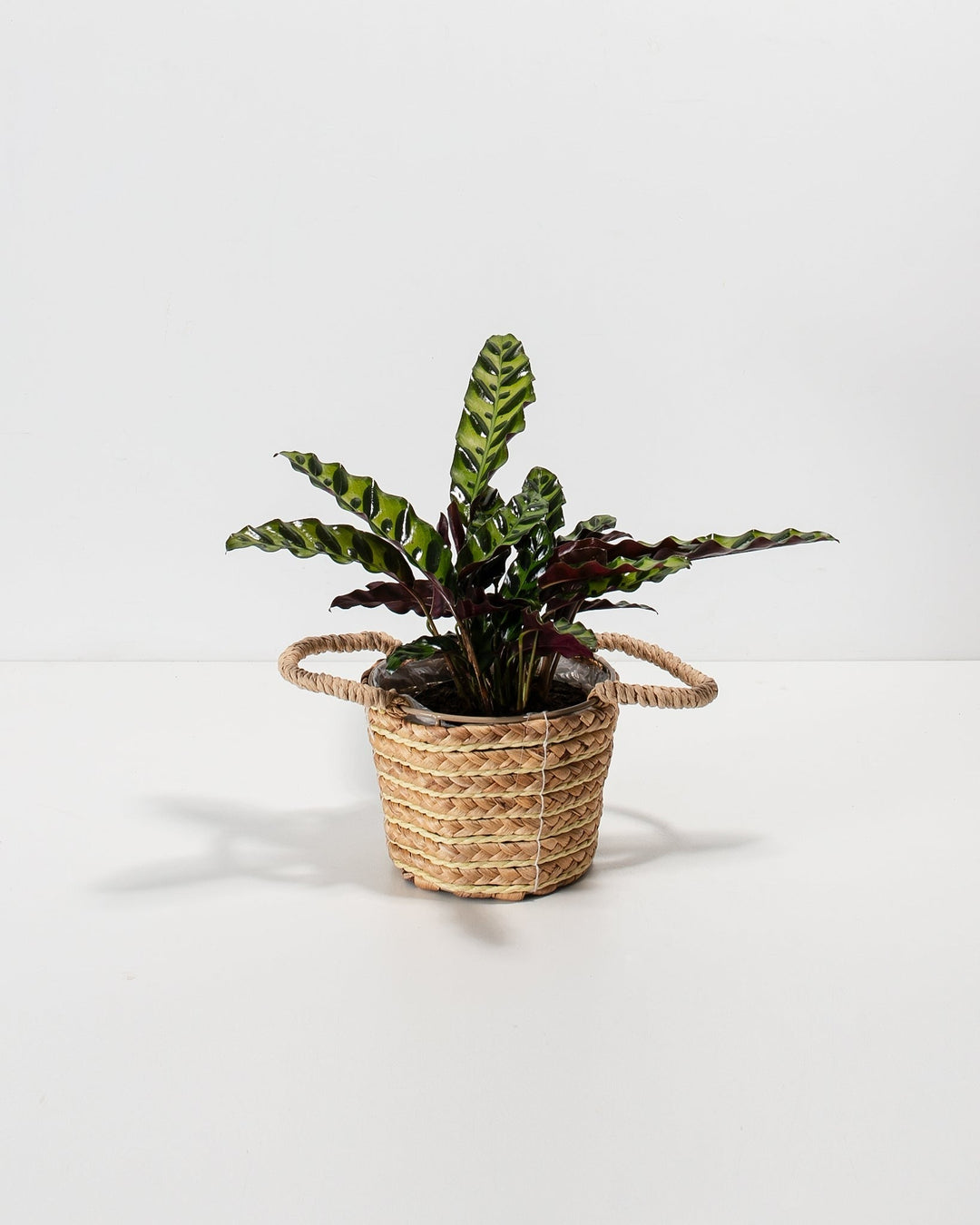 A full view of a Calathea Rattlesnake plant featuring long, wavy green leaves with dark green spotted patterns and purple undersides, presented in a woven basket planter with handles against a white background.