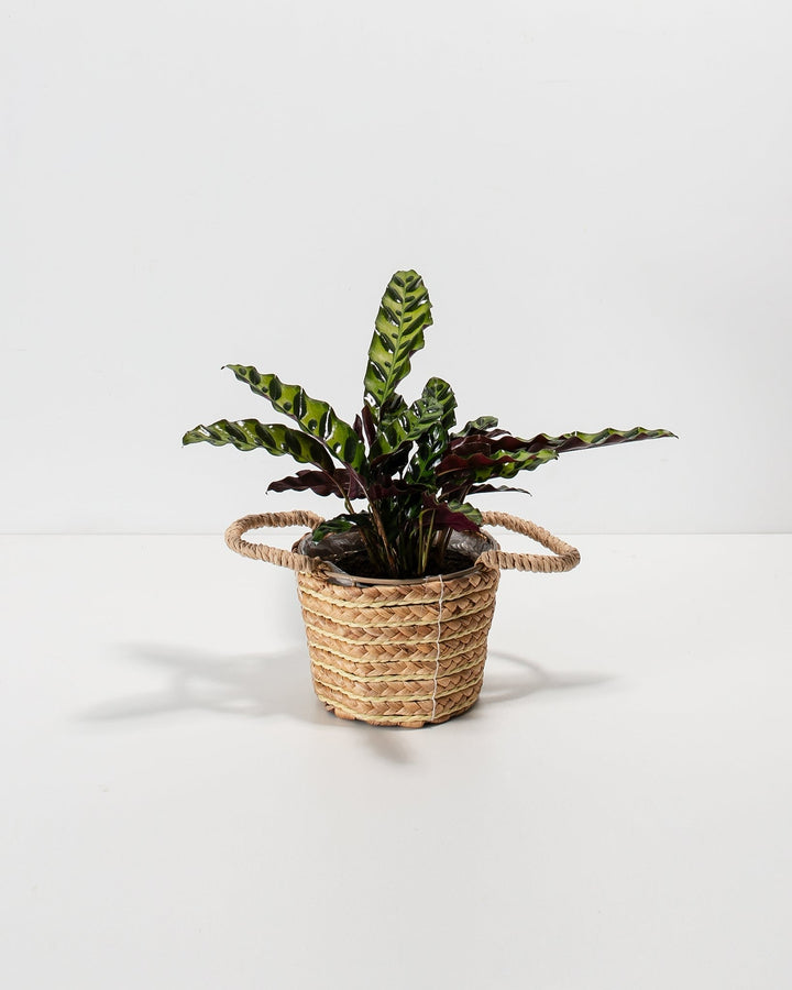 A full view of a Calathea Rattlesnake plant featuring long, wavy green leaves with dark green spotted patterns and purple undersides, presented in a woven basket planter with handles against a white background.