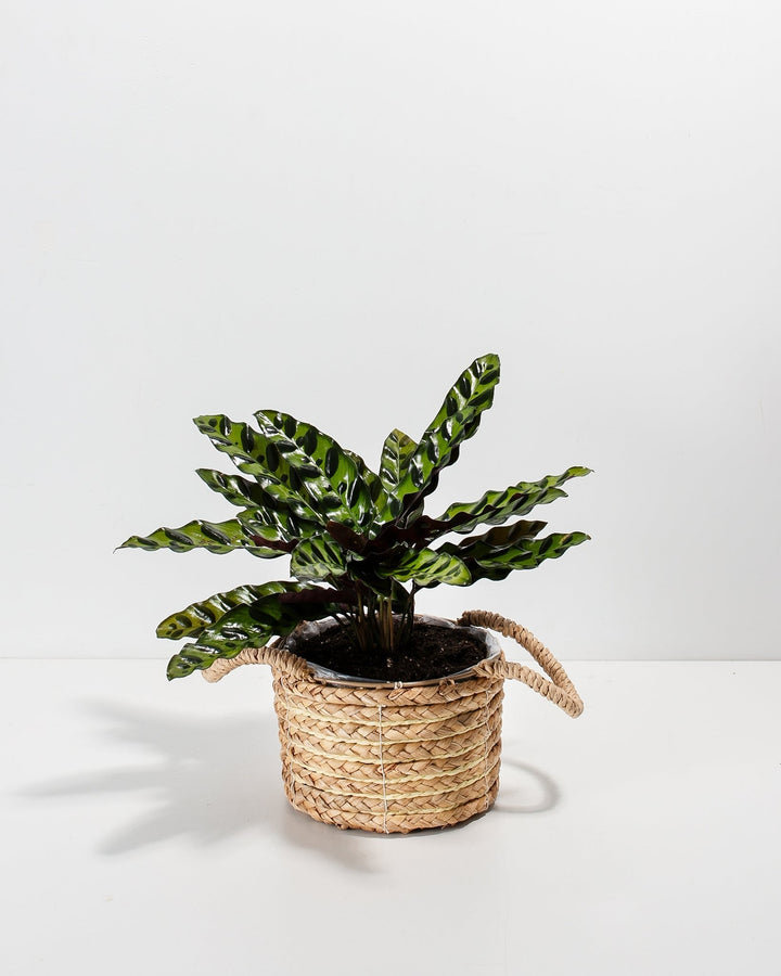 A full view of a Calathea Rattlesnake plant featuring long, wavy green leaves with dark green spotted patterns and purple undersides, presented in a woven basket planter with handles against a white background.