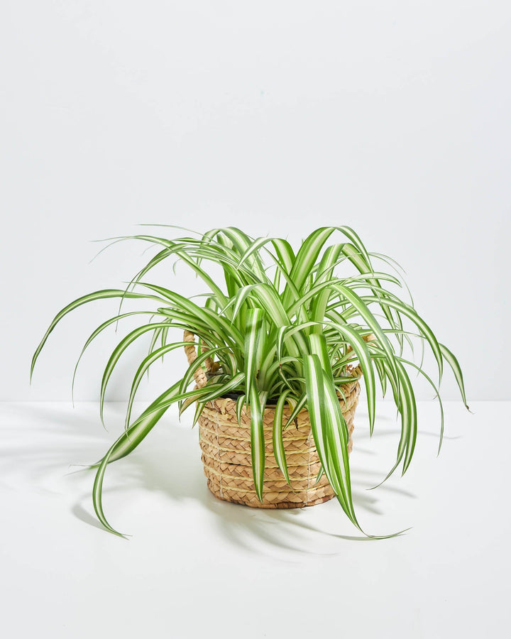 Lush Variegated Spider Plant houseplant with long, arching green and white striped leaves cascading outwards, potted in a woven seagrass basket planter, set against a solid white studio background.