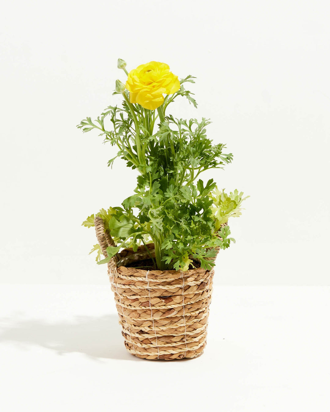 Ranunculus Italian Yellow