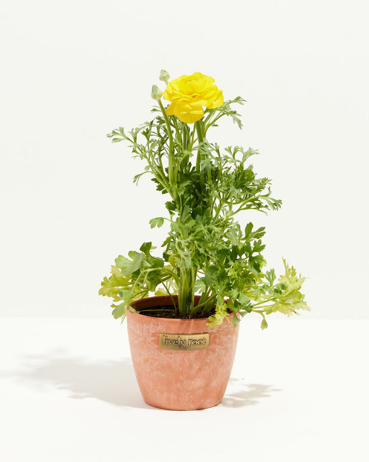 Ranunculus Italian Yellow