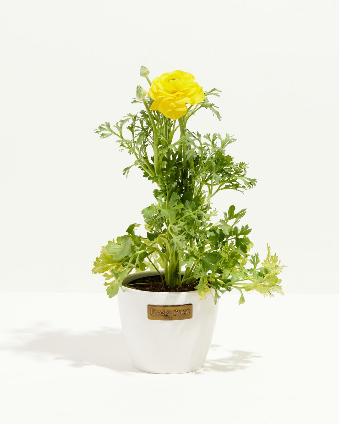 Ranunculus Italian Yellow
