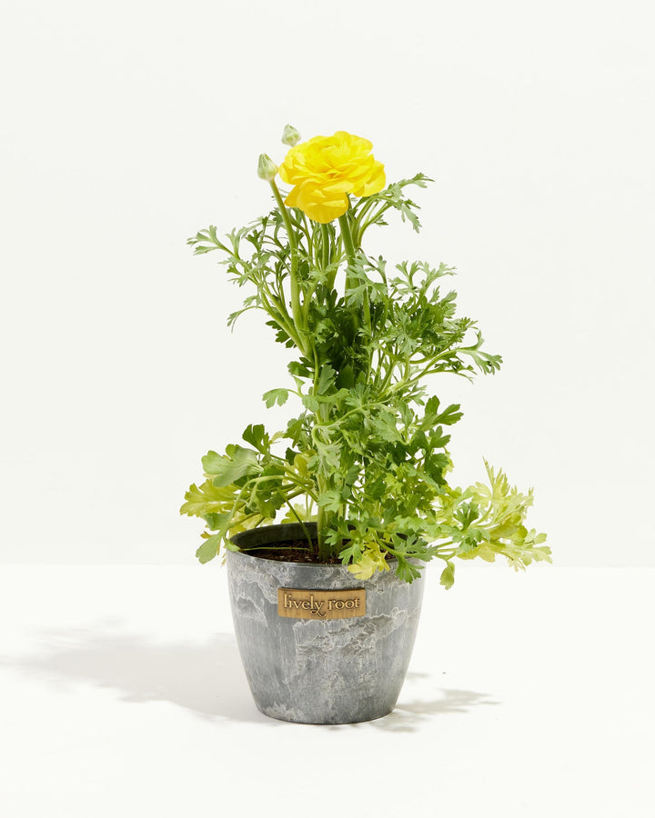 Ranunculus Italian Yellow