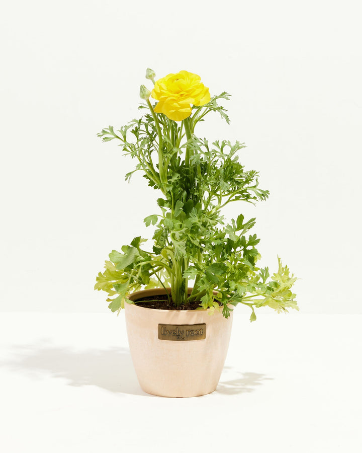 Ranunculus Italian Yellow