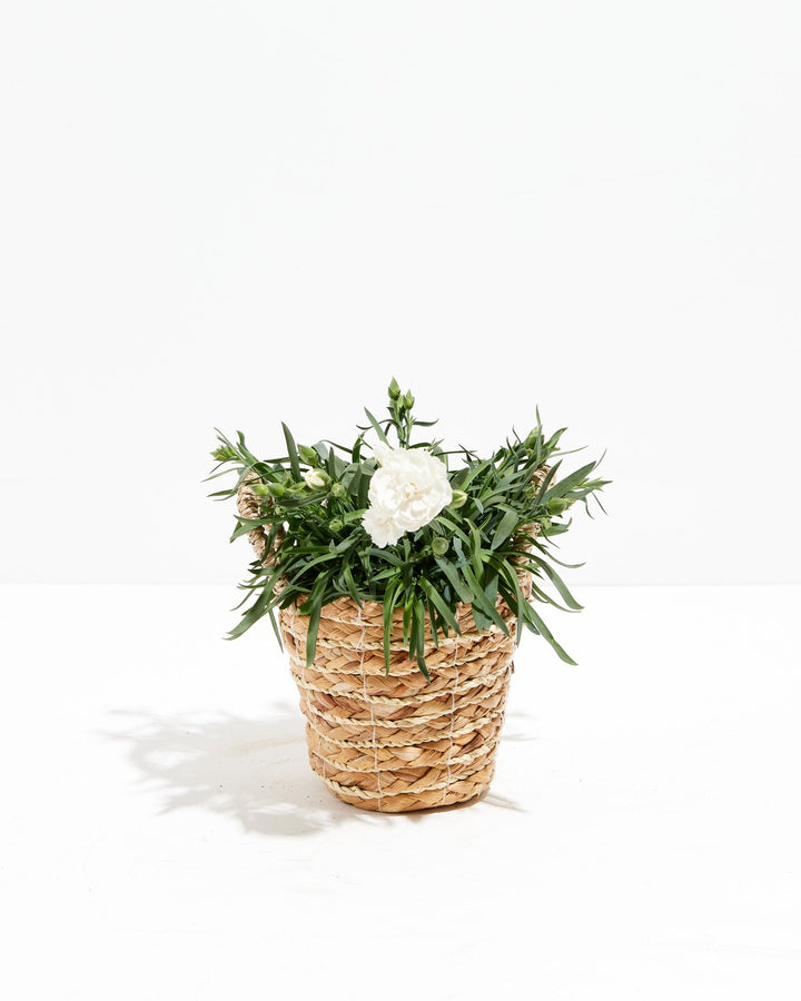 Mini Snow White  Super Trouper Carnation