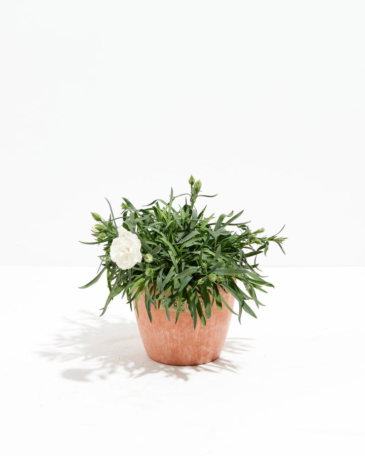 Mini Snow White  Super Trouper Carnation